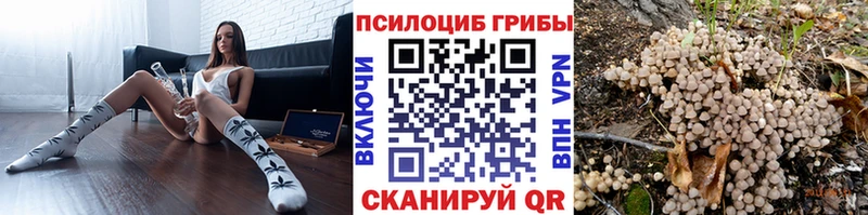 Псилоцибиновые грибы Psilocybe мега tor Кисловодск